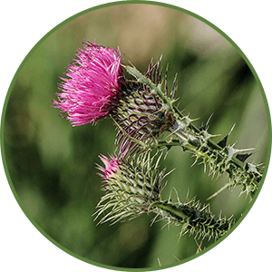 Milk Thistle
